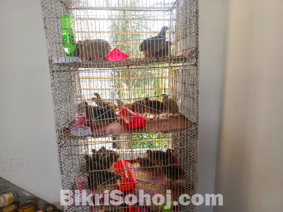 স্বল্পমূল্যে পাঁচ তলা বিশিষ্ট পাখির খাঁচা বিক্রি